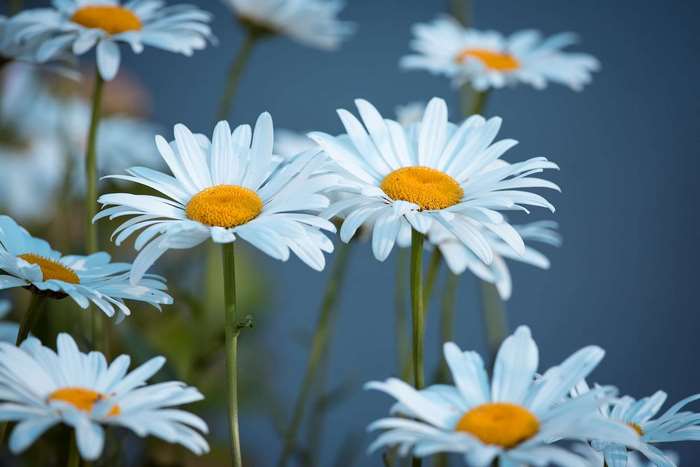 Close up of white daisies with yellow centers