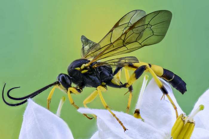 Close-up of a wasp with long antennae on a white flower