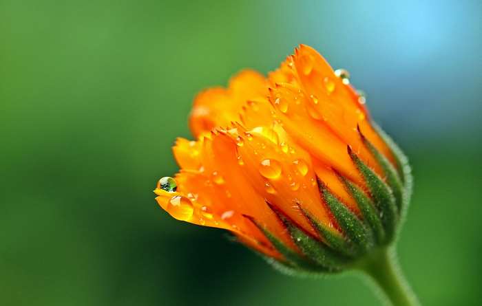 Orange calendula flower with water droplets