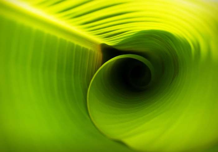 Close-up of Spiral Banana Leaf