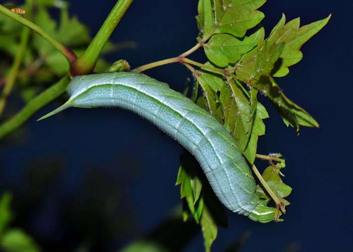 Banded Sphinx Caterpillar on a Plant Stem