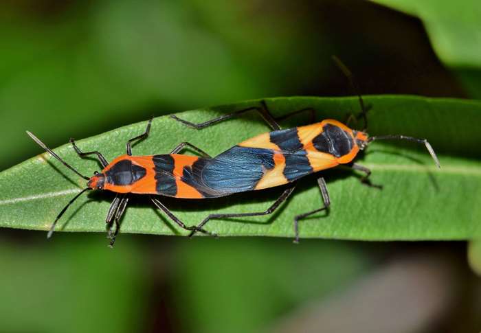 Two Large Milkweed Bugs Mating on a Leaf