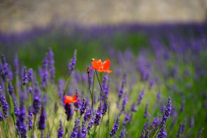 Red poppy flower in a lavender field