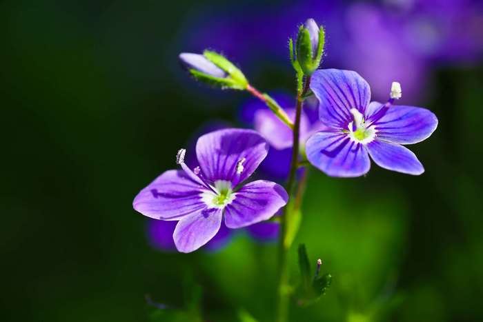 Close-up of Purple Veronica Flowers in Bloom