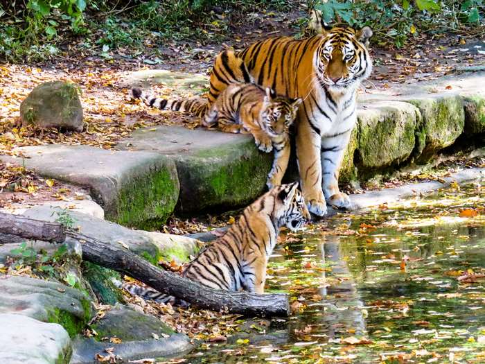 Mother Tiger with Playful Cubs by Water 4K