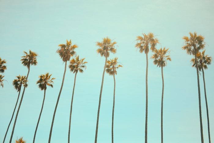 Palm trees against a clear blue sky