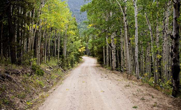 Dirt road through a forest of aspen trees