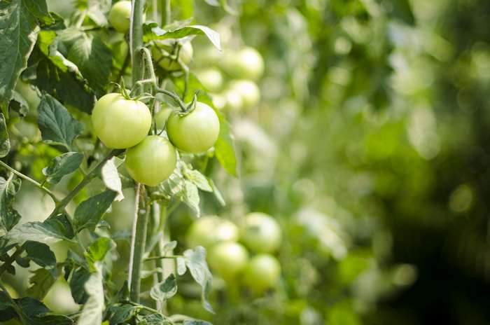 Green tomatoes on a vine with leaves