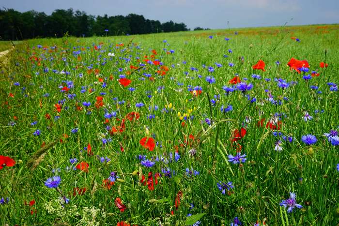 Field of colorful poppies and cornflowers in bloom