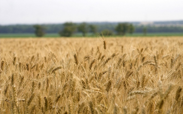 Field of golden wheat under a hazy sky