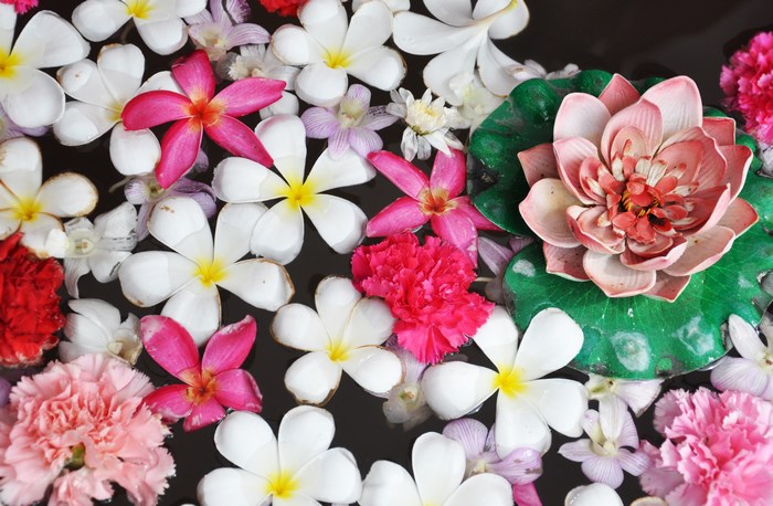 Colorful Floating Pink and White Flowers in Water