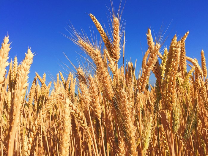 Golden wheat field under a clear blue sky