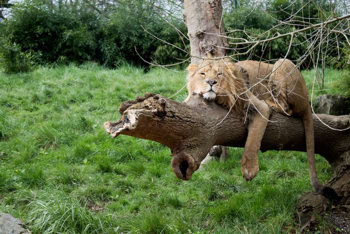 Lion resting on a tree branch