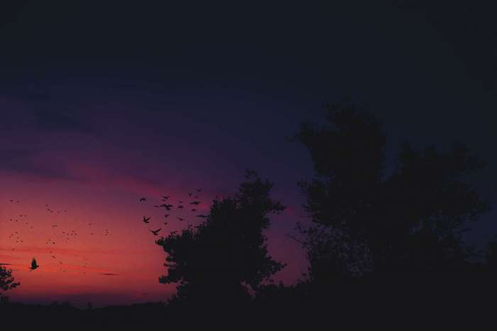 Birds flying at sunset with trees 4K