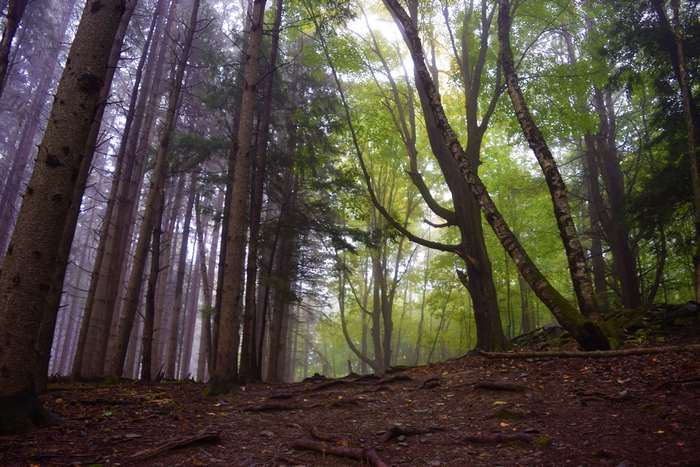 Misty forest with tall trees and a dirt path