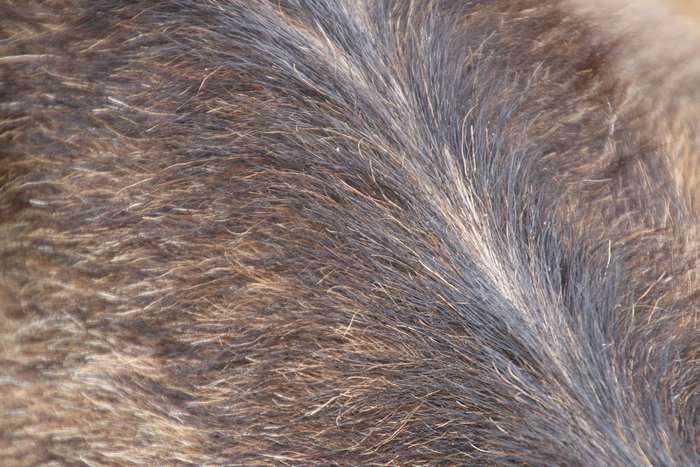 Close-up of brown and black fur with stripes