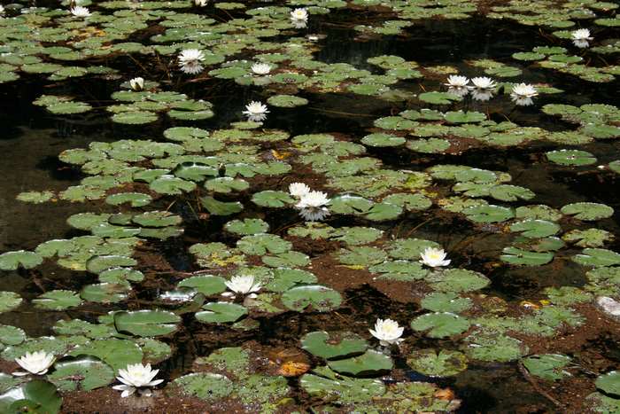 White water lilies on a pond with lily pads