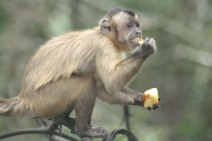 Monkey eating fruit on a branch