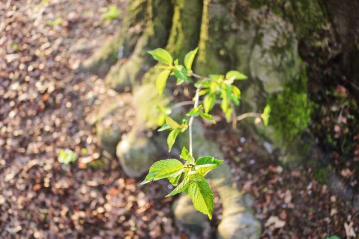Close up of a young plant growing near a tree trunk