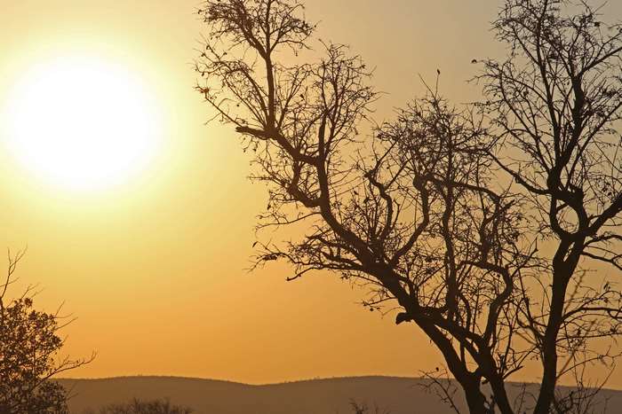 Sunset over the bushveld with silhouetted trees