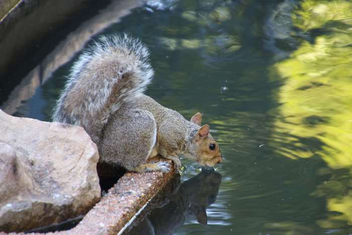 Squirrel drinking water