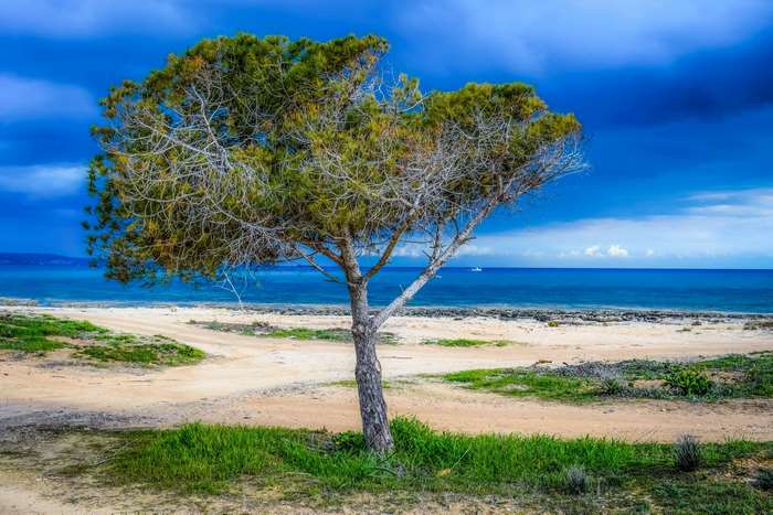 Tree on a beach with stormy sky