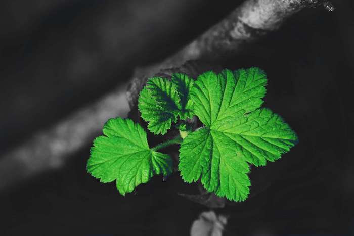Close-up of vibrant green leaves on a branch