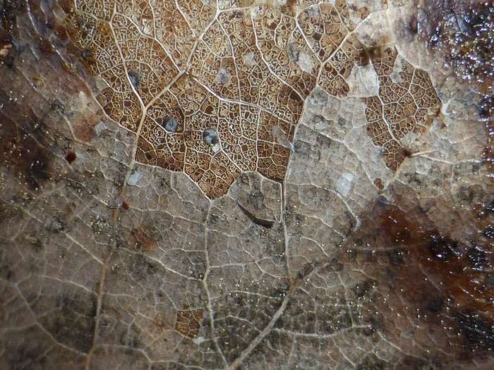 Macro view of a decaying leaf with intricate vein patterns