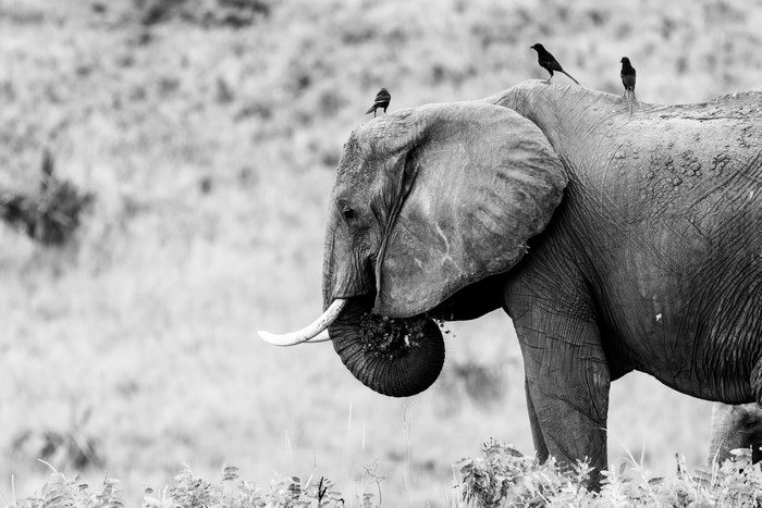 Elephant eating grass with birds on its back
