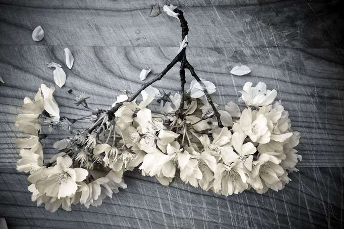 Black and white cherry blossom branches on wood
