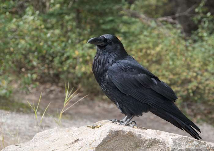 Raven bird on a rock