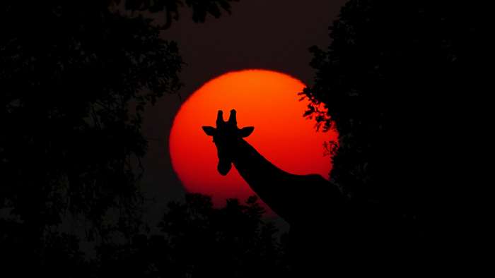 Silhouette of a giraffe against a large orange sunset
