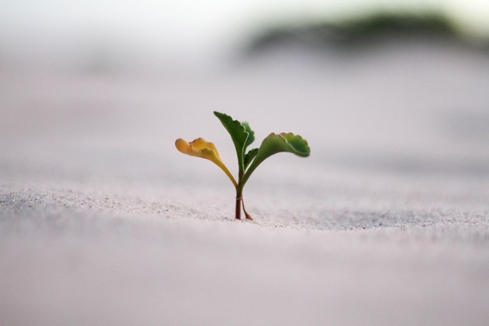 A lone green sprout grows from the sand on a beach.