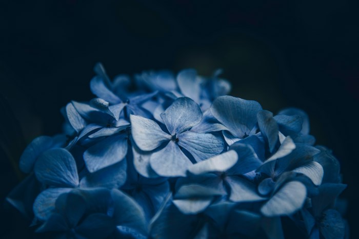 Close-up of a blue hydrangea flower