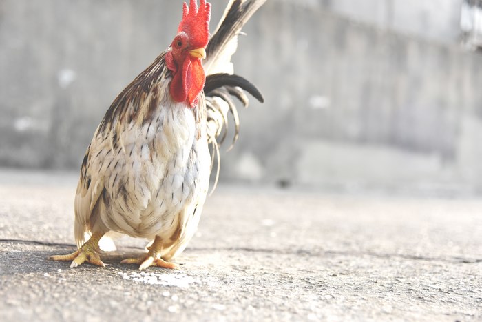 A rooster stands on a concrete surface with scattered grains.