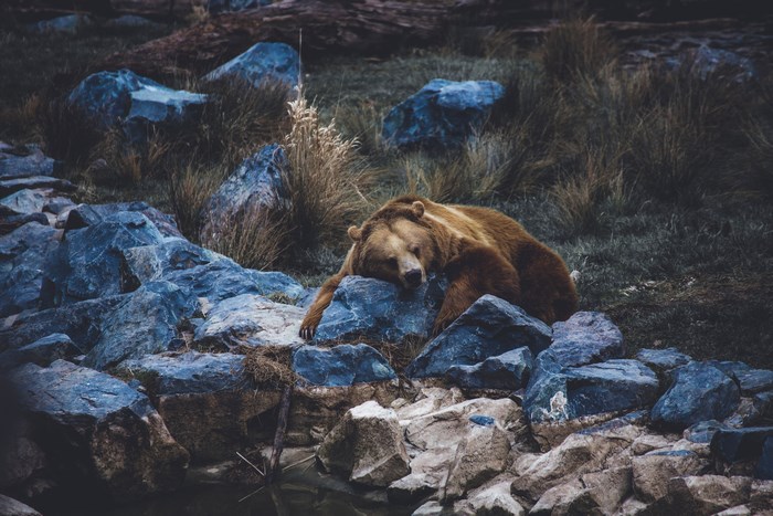 Bear sleeping on rocks in a forest