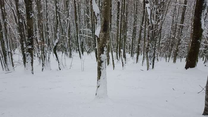 Snowy forest in winter