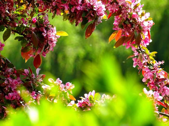 Pink blossoms on a tree branch with green background