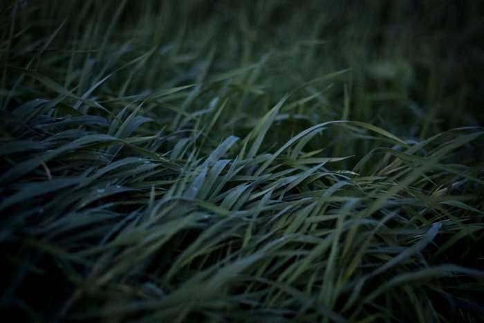 Close-up of dark green grass texture 4K