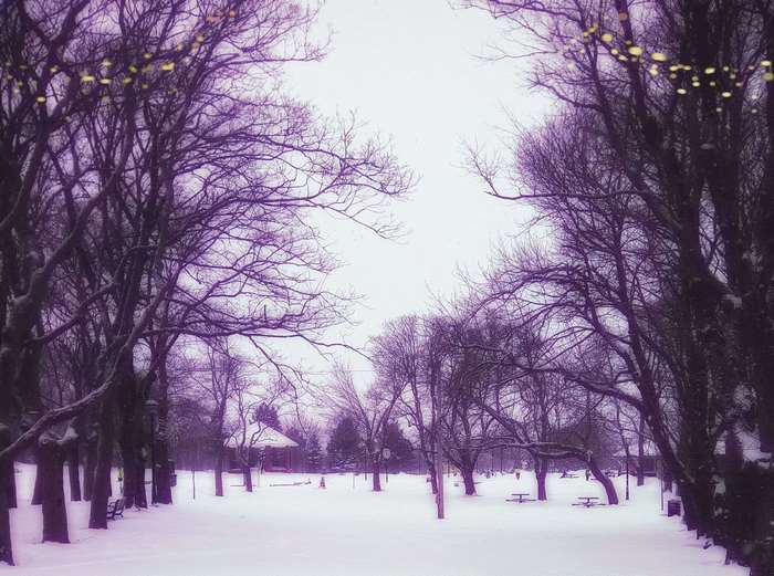 Snowy park with bare trees and string lights