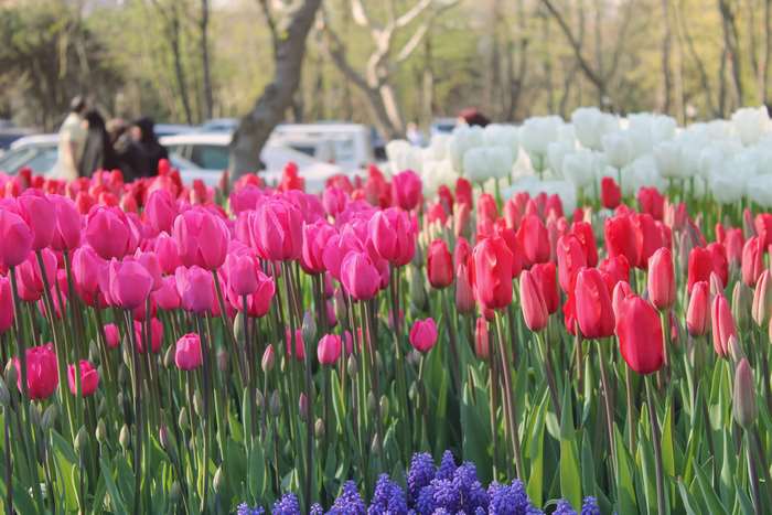 Tulip Festival in Istanbul, Turkey 4K