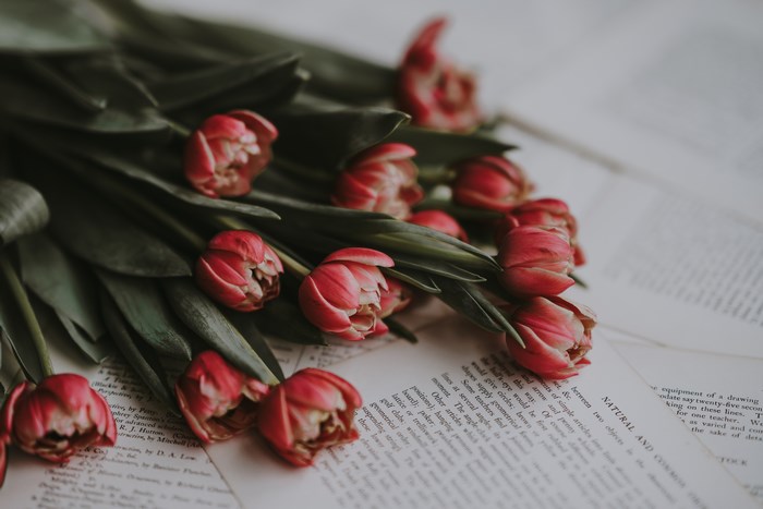 Red tulips on old book pages