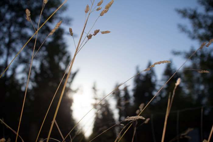 Dry grass stalks against a twilight sky