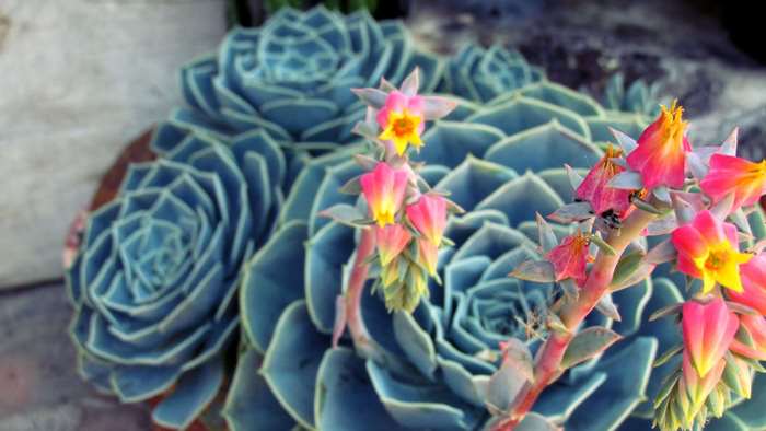 Blue Echeveria succulent with pink and yellow flowers