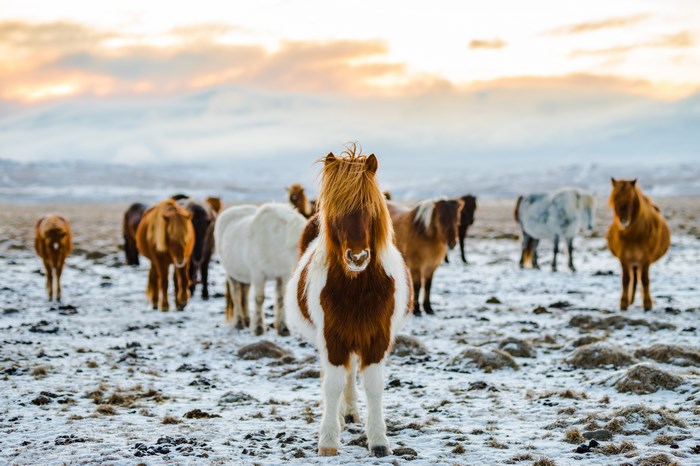 Icelandic horses in a snowy landscape at sunset