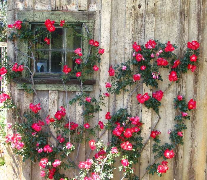 Climbing pink roses on a weathered wooden wall with a window