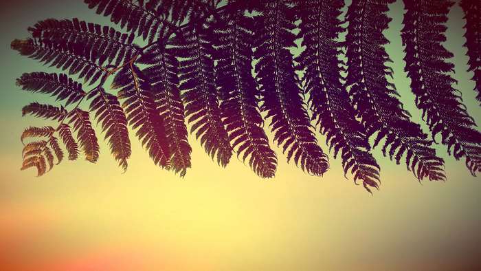 Fern leaves against a sunset sky