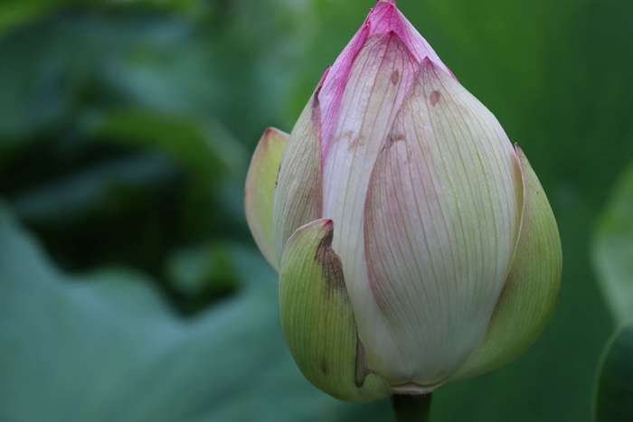Lotus flower bud with pink tips