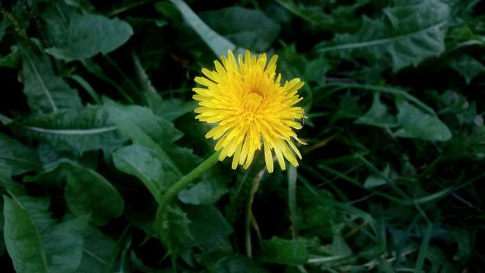 Yellow dandelion flower in dark green grass 4K