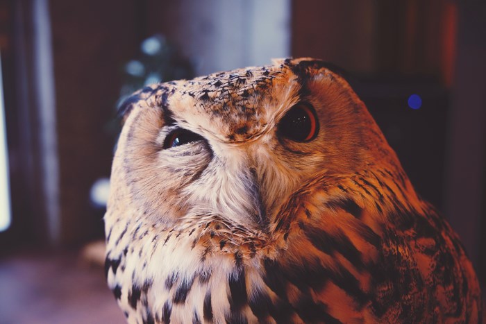 Close-up of a brown owl with orange eyes